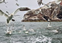 Investors flock to healthcare private equity