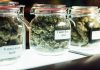 Japan: Cannsun establishes JV with Shigeru to distribute in Asia