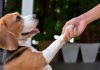 Sweden: EQT leads US$250m Series D funding round in pet insurance unicorn Bought by Many