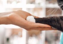 Spain: PAI Partners to acquire Nuzoa