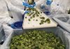 Portugal: Akanda secures cannabis leadership position in Europe with Holigen acquisition