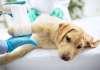 Australia: Apiam Animal Health continues along acquisition path with The Vet Practice