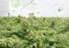 InLaw: Switzerland fully legalises medicinal cannabis