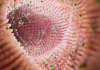 Australia: Sonic investing A$17.8m for 20% stake in Microba Life Sciences
