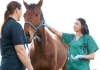 Australia: Apiam Animal Health acquires NSW vet businesses