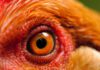InSight: Investment opportunities in the global animal feed market