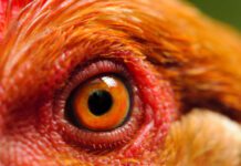 InSight: Investment opportunities in the global animal feed market