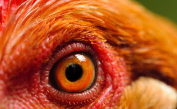 InSight: Investment opportunities in the global animal feed market