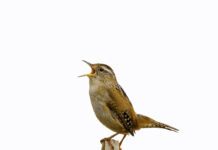 Germany: Earlybird announces close of latest healthcare fund