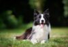 UK: Gryphon-backed Vetnique Labs acquires Lintbells from Inflexion