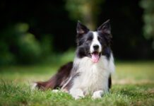 UK: Gryphon-backed Vetnique Labs acquires Lintbells from Inflexion