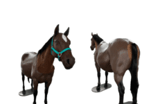 Germany: 3B Scientific acquires Veterinary Simulator Industries