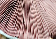 China: Sylvan gets investment from Novo Holdings to drive further growth