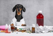 India: Advent partners with Felix to build generic animal health leader