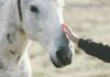 Belgium: CNP to acquire Equine Care Group from Bencis