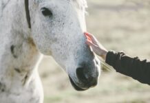 Belgium: CNP to acquire Equine Care Group from Bencis