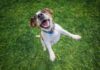 Italy: Giellepi takes controlling stake in Pet Care Group