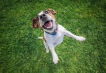 Italy: Giellepi takes controlling stake in Pet Care Group